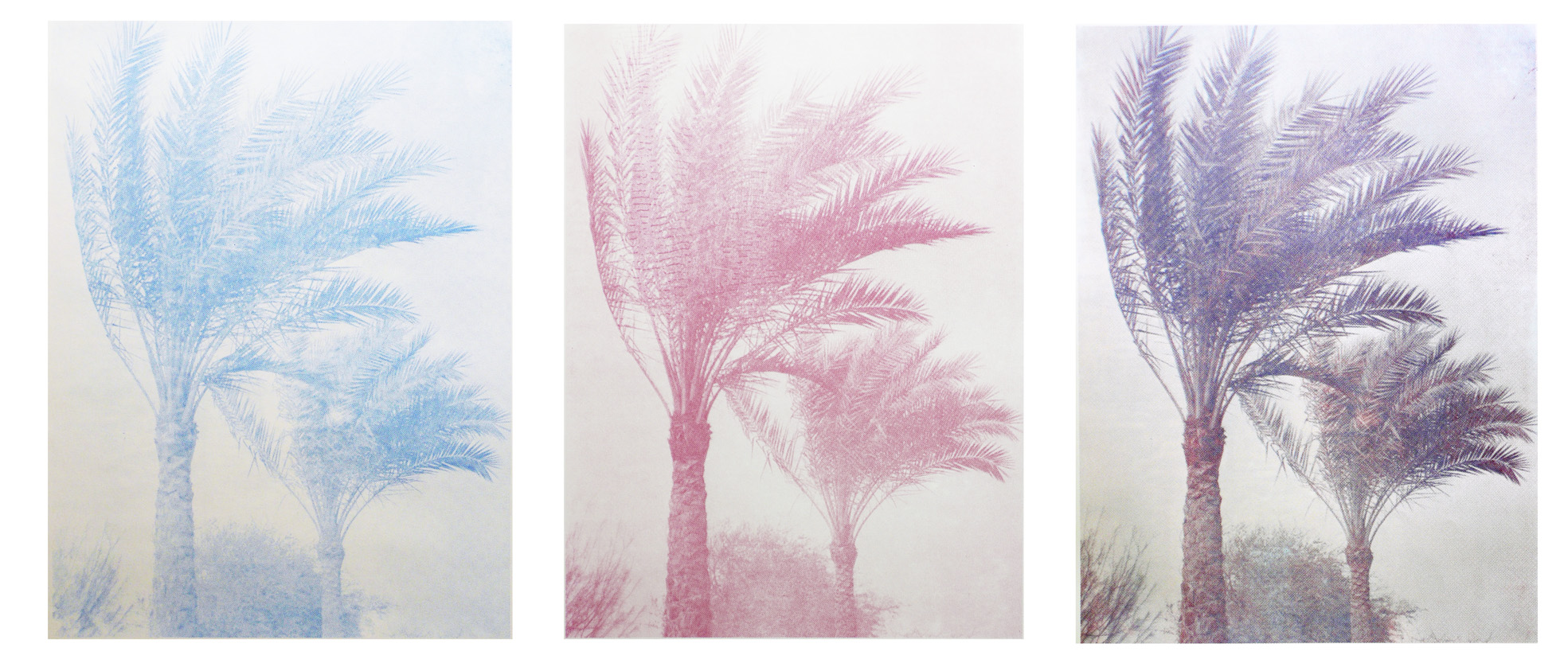 Palm Trees of Iraq